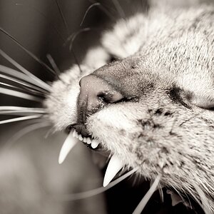 web Katzen 20090315   7664