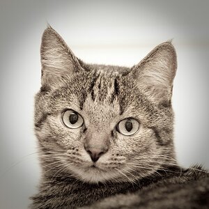 web Katzen 1192