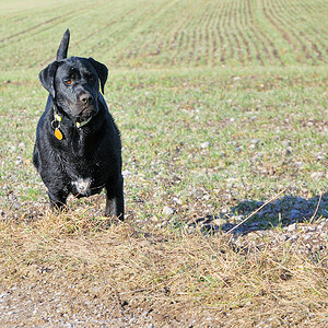 Wilde Mischung aus Labrador und ? und ??