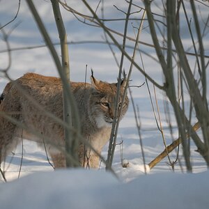 150 500 luchs DSC 1079