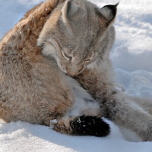 150 500 luchs DSC 1101