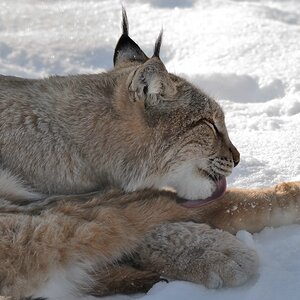 150 500 luchs DSC 1105