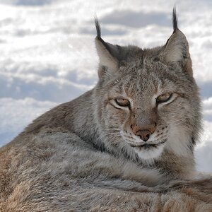 150 500 luchs DSC 1112