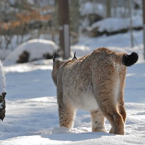 150 500 luchs DSC 1124