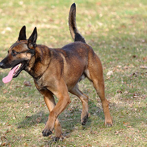 Entspannung auf dem Hundeplatz 02