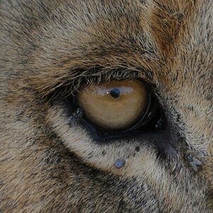 Im Auge des Loewen
Queen Eilzabeth NP - Isasha Sektor