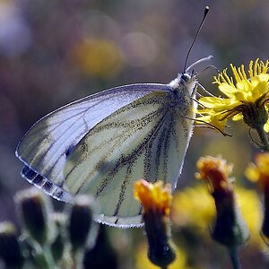 compsummerfly (1 von 1)
