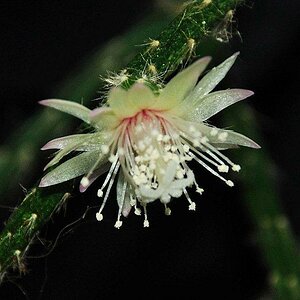 Kaktusblüte