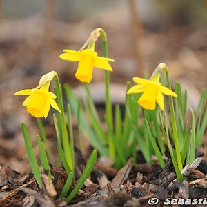 Osterglocken im Garten