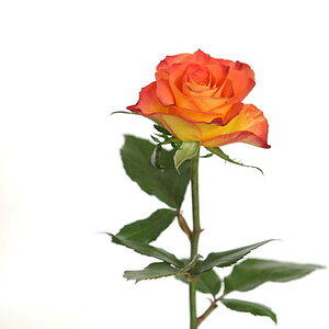 Rose 1
