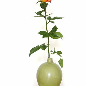 Rose 2