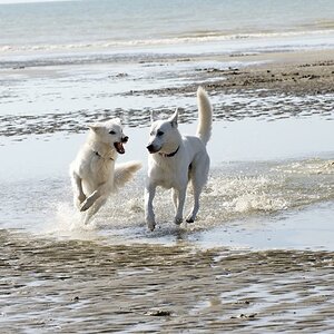 hunde