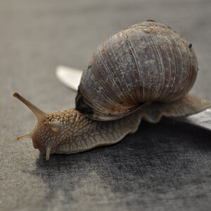 Schnecke02
