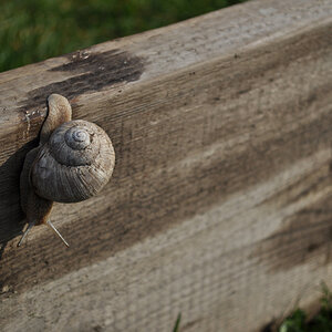Schnecke05