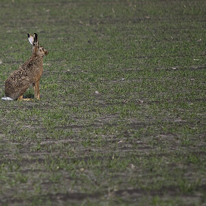 hase2