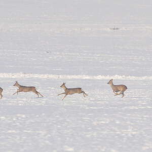 Rehe flüchtig