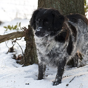 Mops im letzten Schnee 1k