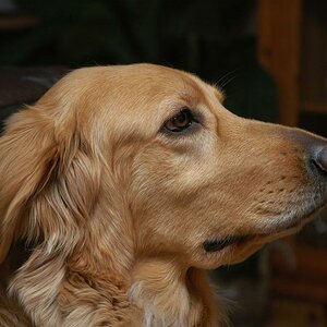 Babette2in