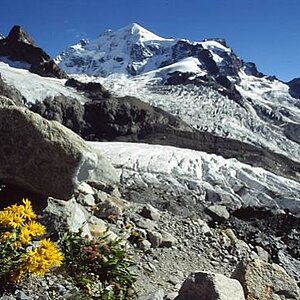 Gemswurz mit Piz Roseg, Bernina. Schweiz
www.bergsinn.de