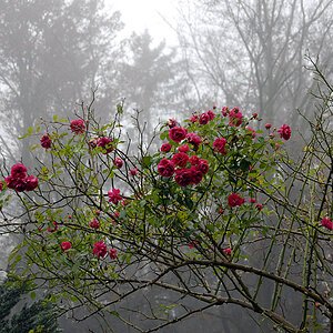 Letzte Rosen