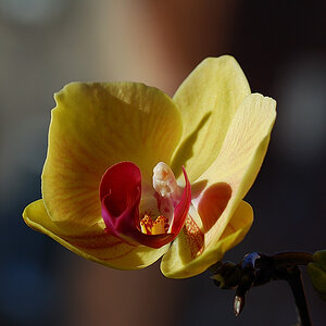 orchidee