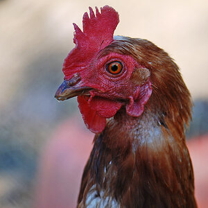 huhn