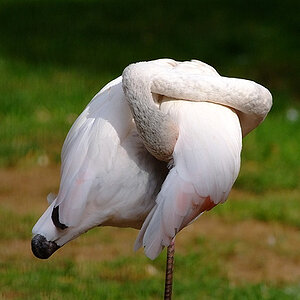 flamingo1