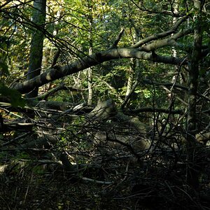 Wald in Essen - hier räumt die Natur selbst auf.♠