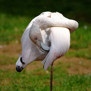 flamingo2