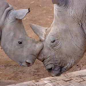 nashorn1