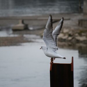 möwe abflug