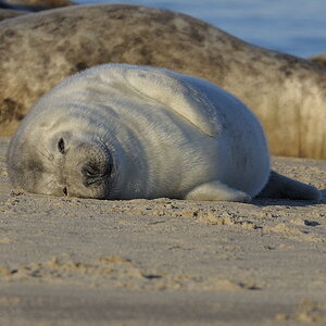 Grey Seal Pup