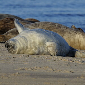 Grey Seal Pup 1
