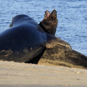 Grey Seal Bulls Fight 1