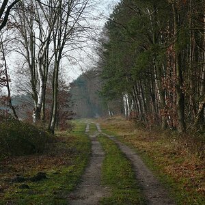 Waldweg Dezember 2008
