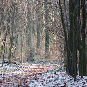 waldweg