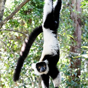 M320 Schwarzweissgefleckter Lemur 0679