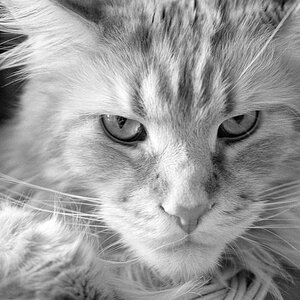 Katzen F 0015