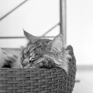 Katzen F 0003