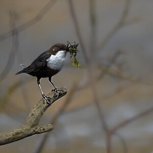 Wasseramsel