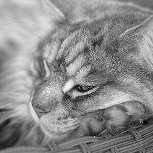Katzen F 0006