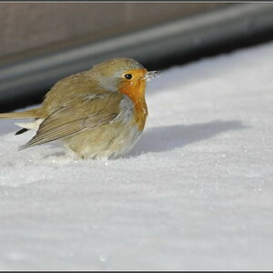 Rotkehlchen im Schnee