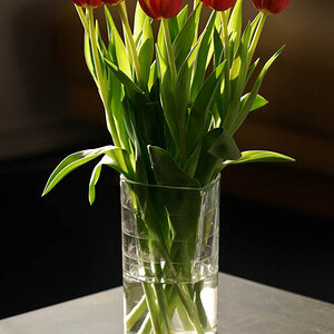 Tulpen