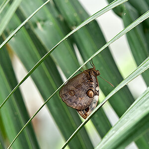 schmetterling