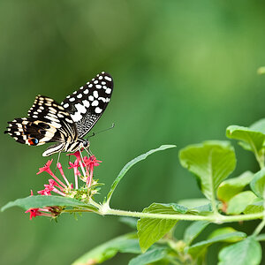 schmetterling2