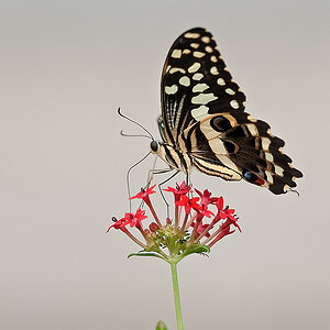 schmetterling3
