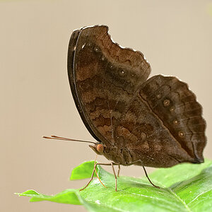 schmetterling4