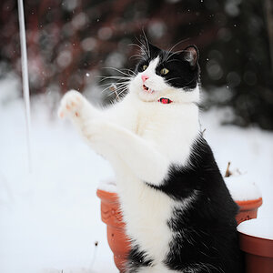 Marvin