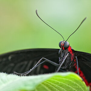 schmetterling5