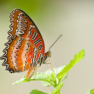 schmetterling6